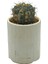 Gymnocalycium Ochoterenae Variegated 1