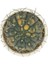 Gymnocalycium Ochoterenae Variegated 2