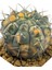 Gymnocalycium Ochoterenae Variegated 3