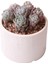Echeveria Berry Red Colour - Sukulent 2