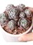 Echeveria Berry Red Colour - Sukulent 4