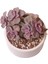 Echeveria Mrs Richards - Sukulent 2