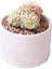 Echeveria Rolly Variegata - Sukulent 1
