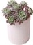 Echeveria Nana Mini Hook - Sukulent 1