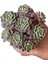 Echeveria Nana Mini Hook - Sukulent 3