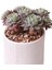 Echeveria Nana Mini Hook - Sukulent 4