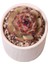 Echeveria Black Diamond - Sukulent 2