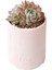 Echeveria Elegan Hybrid - Sukulent 1