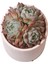 Echeveria Elegan Hybrid - Sukulent 2