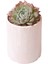 Echeveria Elegan Hybrid - Sukulent 4
