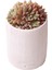 Echeveria Blood Swallow - Sukulent 1