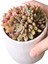Echeveria Blood Swallow - Sukulent 4