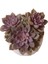 Echeveria Mina - Sukulent 2