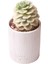 Echeveria Niksana - Sukulent 1