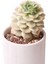 Echeveria Niksana - Sukulent 4