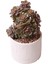 Echeveria Da Hong Pao - Sukulent 1