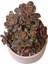 Echeveria Da Hong Pao - Sukulent 2