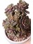 Echeveria Da Hong Pao - Sukulent 3