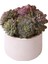Echeveria Red Hole - Sukulent 1