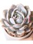 Echeveria Monreo Var - Sukulent 3
