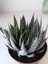 Haworthia Aristata Sukulent 2