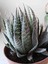 Haworthia Aristata Sukulent 3