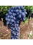 Kokulu Kurutmalık Pekmezlik Şaraplık Malbec Kan Üzümü Fidanı 1