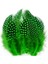 100 Pcs Decor Green Bırd Feather 100 Adet Puantiyeli Yeşil Siyah Kuş Tüyü Dekor Yeşil Kuş Tüyü 1