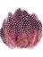 100 Pcs Decor Pink Bırd Feather 100 Adet Puantiyeli Pembe Siyah Kuş Tüyü Dekor Pembe Kuş Tüyü 1
