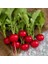 Sunagri Fındık Turp Tohumu Kırmızı Cherry 5 gr - Erkenci, Yaprağı Tüketilebilir 3