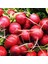 Sunagri Fındık Turp Tohumu Kırmızı Cherry 5 gr - Erkenci, Yaprağı Tüketilebilir 4