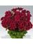 Clarion Dark Red Koyu Kırmızı Çiçekli Sardunya Canan Çiçeği Fidesi (1 Adet) 1