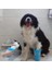 Pati Ayak Yıkama Kovası Silikon Jel Fırçalı Kedi Köpek (Küçük) 3