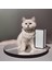 Kedi Köpek Için Orijinal Miyuki Yılbaşı Kolye / Takı 4