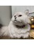 Kedi Köpek Için Aşk Merdiveni Siyah Kolye / Takı 2