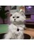 Kedi Köpek Için Bahar Dalı Mor Yonca Kolye / Takı 3