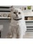 Kedi Köpek Için Gecenin Rengi Kolye / Takı 4
