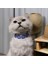 Kedi Köpek Için Orijinal Miyuki Nazar Boncuklu Kolye / Takı 2