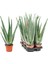 Aloe Vera – Sarı Sabır3 Adet 2