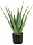 Aloe Vera – Sarı Sabır3 Adet 3