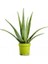Aloe Vera – Sarı Sabır3 Adet 4