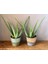 Aloe Vera – Sarı Sabır3 Adet 5