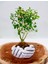 Dekoratif Avuç Saksıda Bonsai Buxus 2