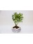 Dekoratif Avuç Saksıda Bonsai Buxus 3