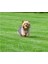 Köpek Oyun Topu 3 Adet 1