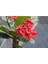 Dikenler Tacı Japon İğnesi Euphorbia Milii Toprağı 3 Kğ 3