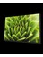 - Yeşil Bitki Green Plant 1
