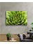 - Yeşil Bitki Green Plant 2