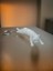 Karanlıkta Parlayan Hareketli Kedi Temalı Anahtarlık 1