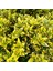 Altuni Çıtır Taflan - Euonymus Microphyllus Pulchellus Aureus (Ce 1
